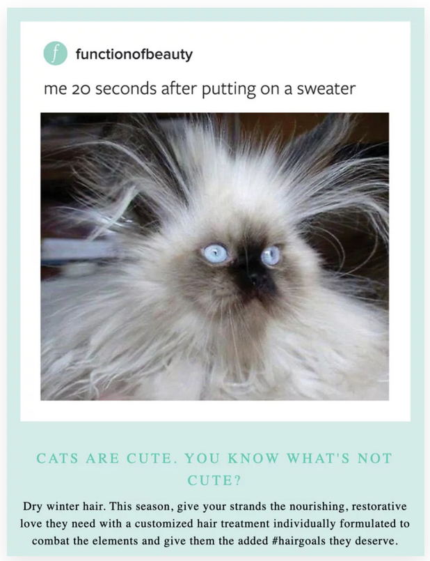 cat-pic-email