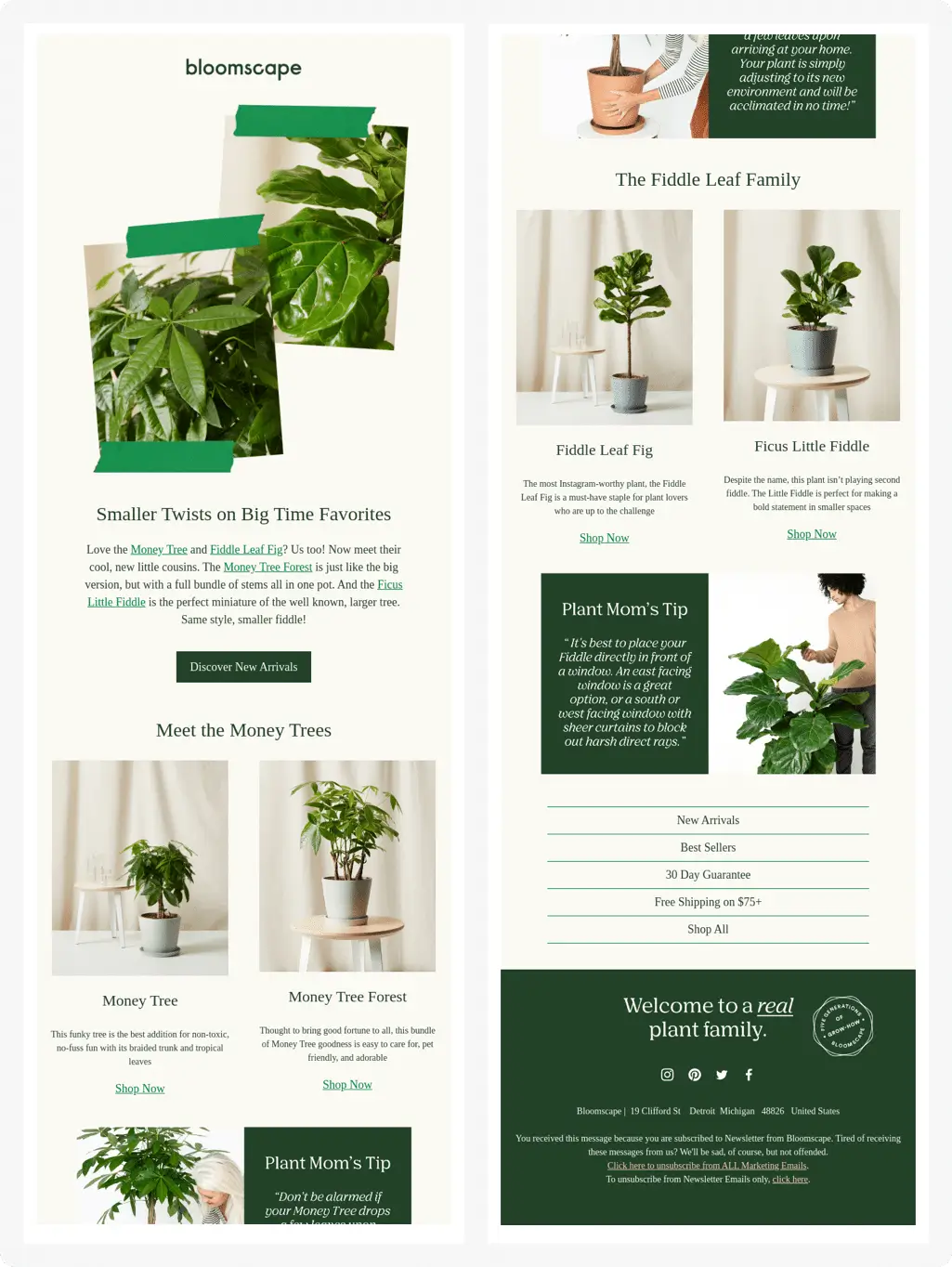 eCommerce email newsletter